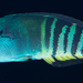 Zebra Wrasse - Photo (c) Wayne and Pam Osborn, some rights reserved (CC BY-NC), uploaded by Wayne and Pam Osborn