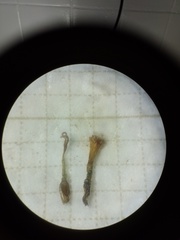 Artemisia vulgaris vulgaris