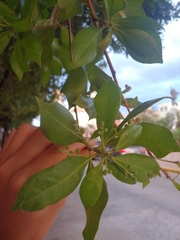 Conocarpus erectus