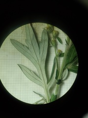 Artemisia vulgaris vulgaris