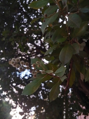 Conocarpus erectus