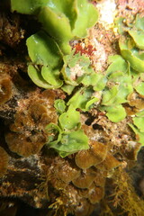 Dictyosphaeria sericea