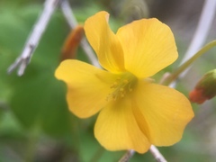 Oxalis californica