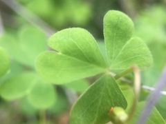 Oxalis californica