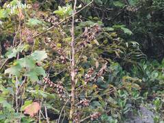 Furcraea