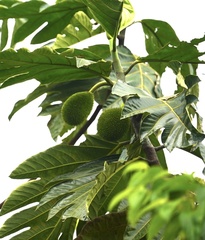 Artocarpus communis image