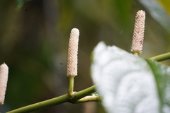 Piper tuberculatum