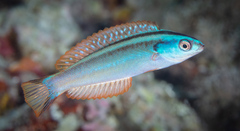 Pseudocoris heteropterus