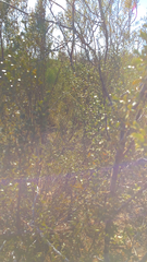 Larrea tridentata