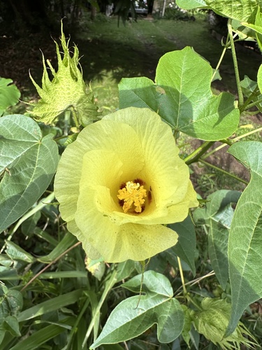 Gossypium barbadense observed 2023-02-13