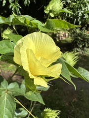 Gossypium barbadense