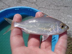 Eucinostomus