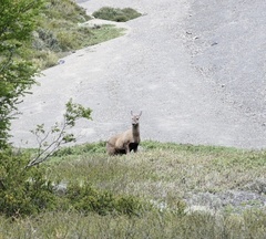 Hippocamelus bisulcus