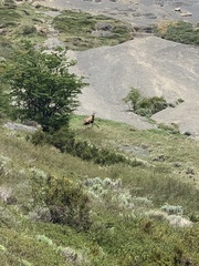 Hippocamelus bisulcus