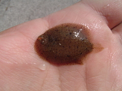 Trinectes maculatus