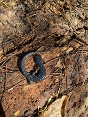 Plethodon glutinosus