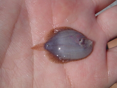 Trinectes maculatus