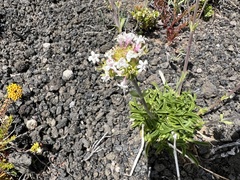 Valeriana boelckei