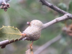 Andricus chrysolepidicola