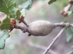 Andricus chrysolepidicola