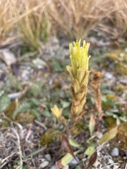 Castilleja cusickii
