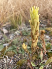 Castilleja cusickii