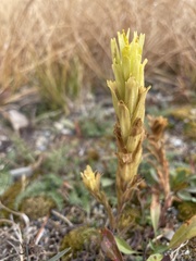 Castilleja cusickii