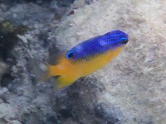 Stegastes leucostictus