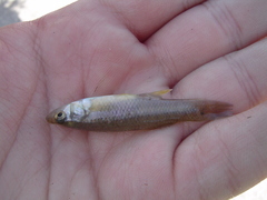 Fundulus grandis