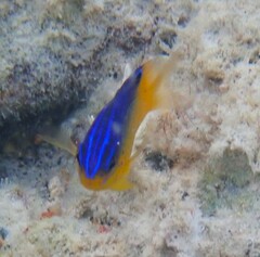 Stegastes leucostictus