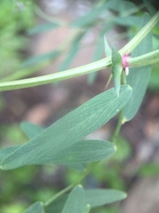 Lathyrus vestitus