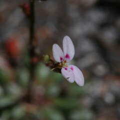 Stylidium assimile