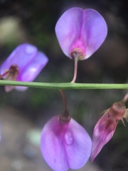 Lathyrus vestitus