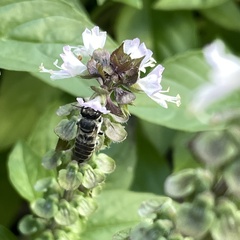 Eutricharaea