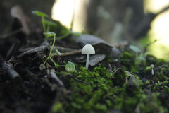 Phloeomana alba