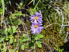 Brachyscome spathulata