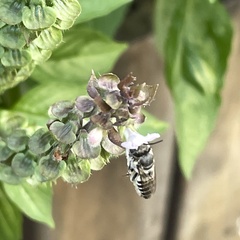 Eutricharaea