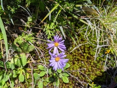 Brachyscome spathulata