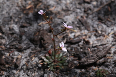 Stylidium assimile