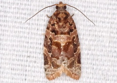 Argyrotaenia tabulana