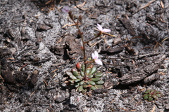 Stylidium assimile