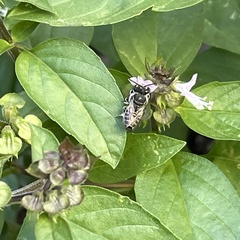 Eutricharaea