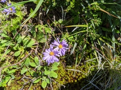 Brachyscome spathulata