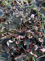Peltigera neckeri