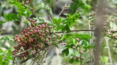 Pistacia mexicana