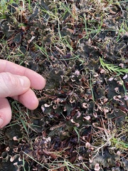 Peltigera neckeri