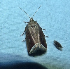 Capis curvata
