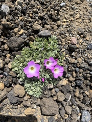 Oxalis adenophylla