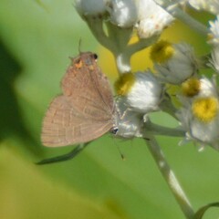 Satyrium liparops