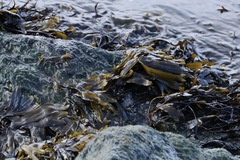 Fucus vesiculosus